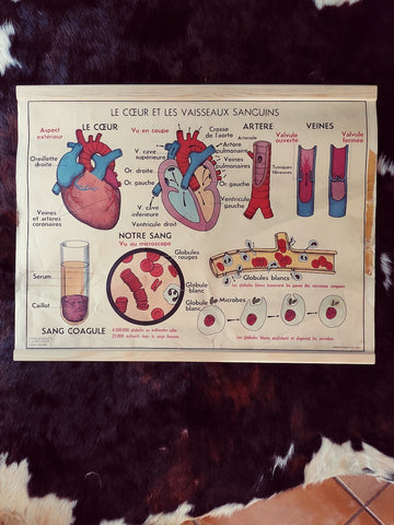 Carte scolaire ancienne "Le coeur et les vaisseaux / l'absorption" - Le Sélectionneur - Brocante en ligne