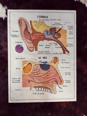 Carte scolaire ancienne "L'oreille, le nez / l'oeil et la vision" - Le Sélectionneur - Brocante en ligne