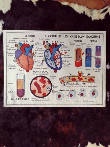 Carte scolaire ancienne "Le coeur et les vaisseaux sanguins / l'absorption" - Le Sélectionneur - Brocante en ligne